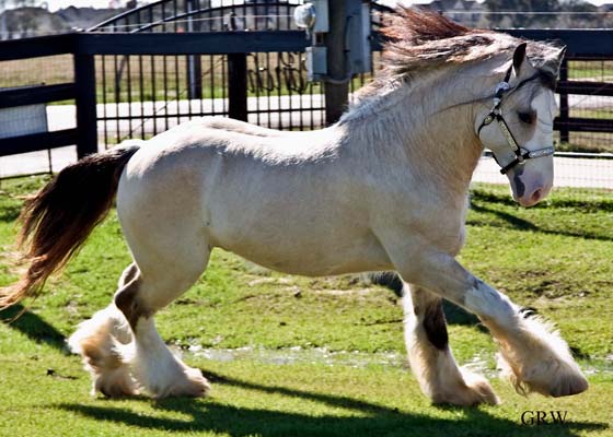 Taskin The Magnificent Buckskin Stallion Horse Proudly Displays His Splendour